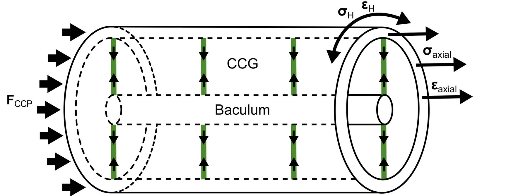 Physicochemical and biochemical spatiotemporal maps of a mouse penis TOC